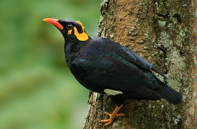 Southern Hill Myna