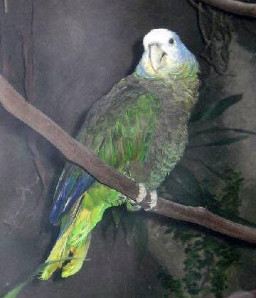 St. Vincent Amazon