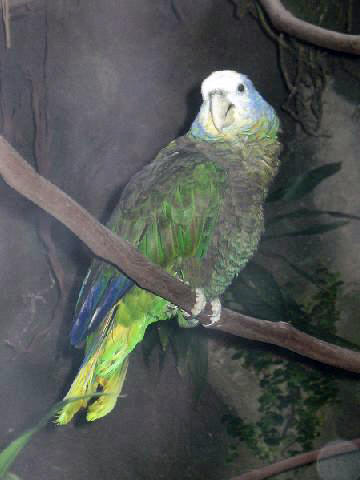 St. Vincent Amazon