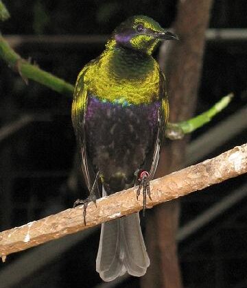 Emerald Starling