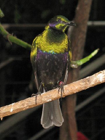 Emerald Starling