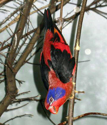 Black-winged Lory