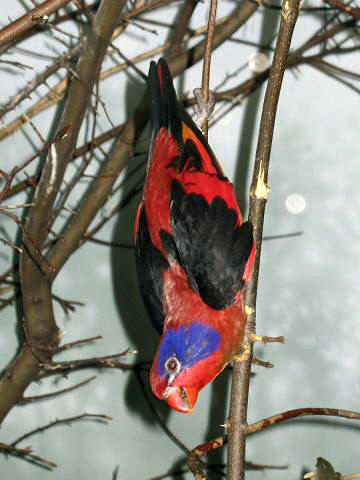 Black-winged Lory