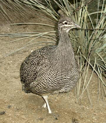 Elegant Crested Tinamou
