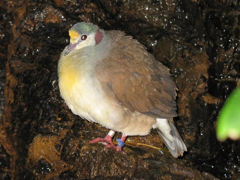 Sulawesi Ground Dove