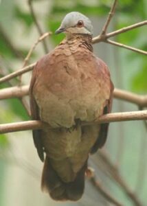 Chiriqui Quail-Dove
