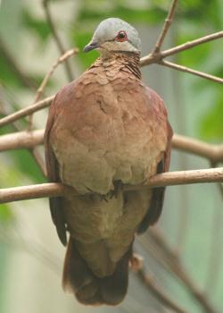 Chiriqui Quail-Dove