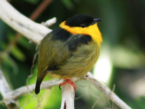Golden-collared Manakin