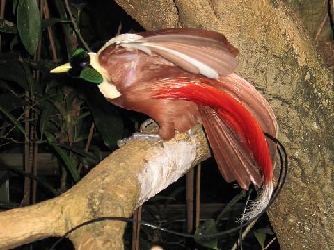 Red Bird-of-paradise