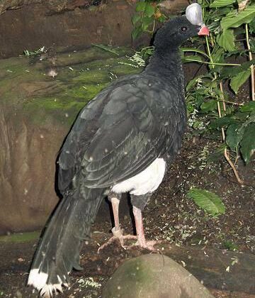 Helmeted Curassow