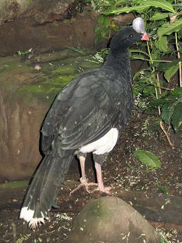 Helmeted Curassow