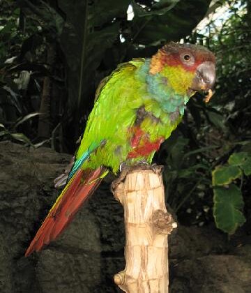 Ochre-marked Parakeet