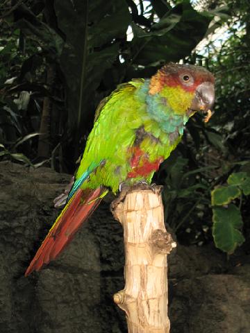 Ochre-marked Parakeet