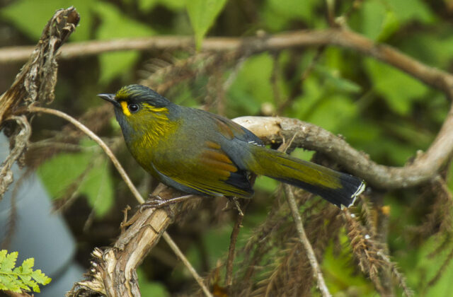 Taiwan Liocichla