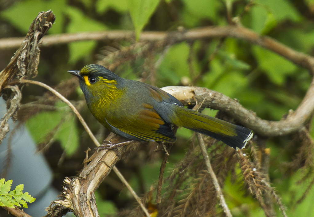 Taiwan Liocichla