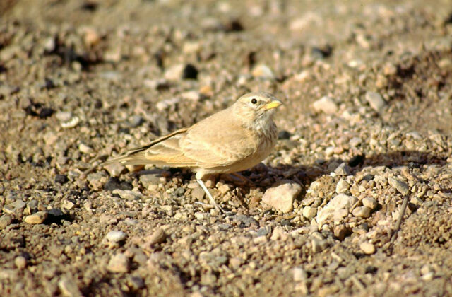 Desert Lark