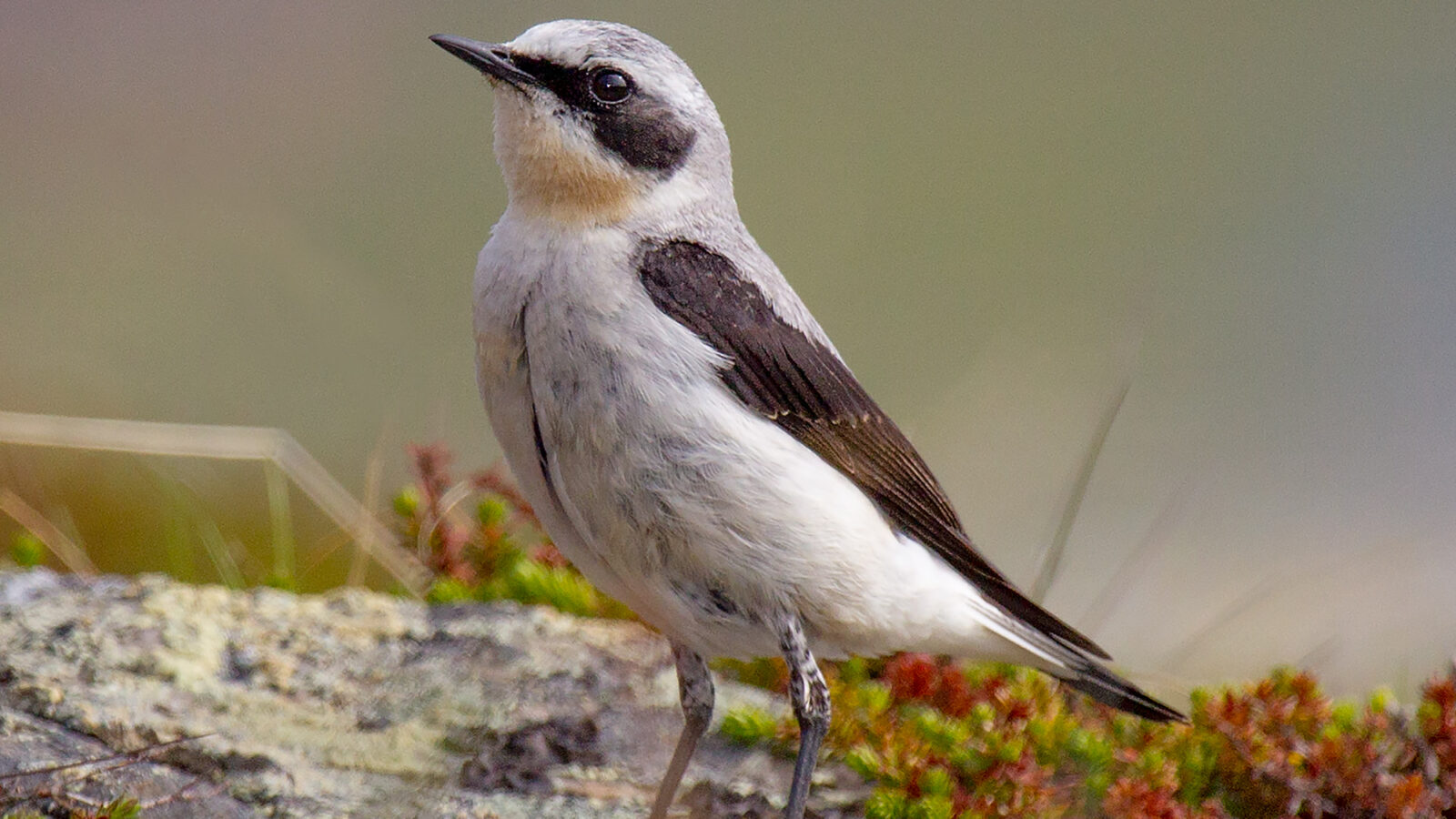 Northern Wheatear