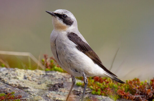 Northern Wheatear
