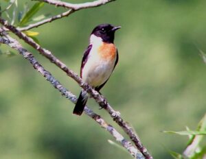 Amur Stonechat