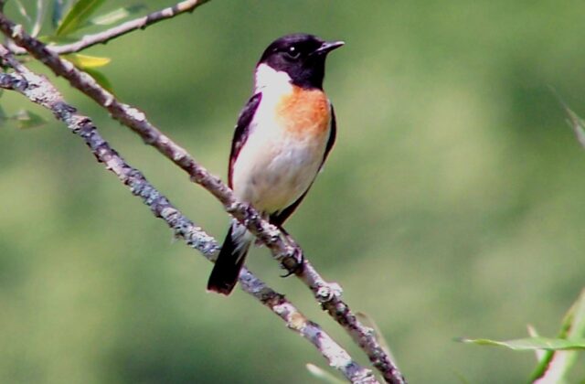Amur Stonechat