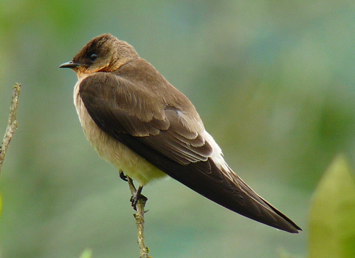 Southern Rough-winged Swallow