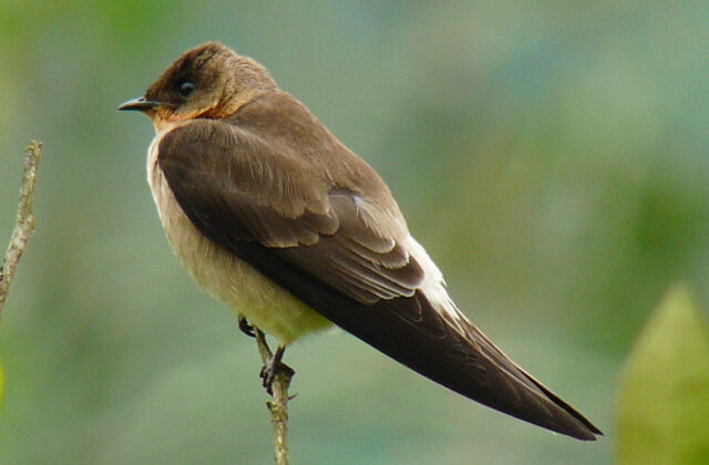 Southern Rough-winged Swallow