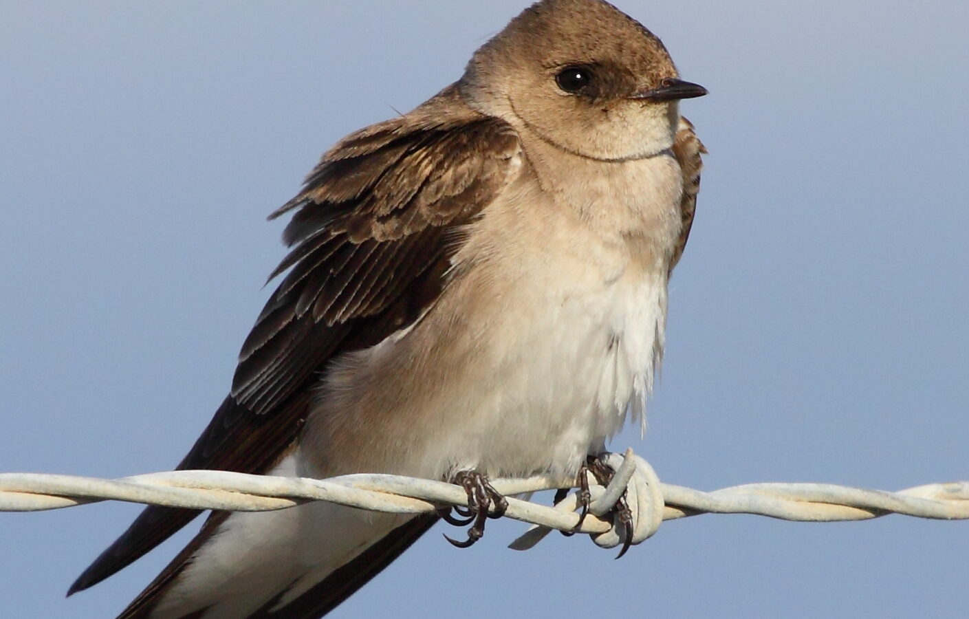 Northern Rough-winged Swallow