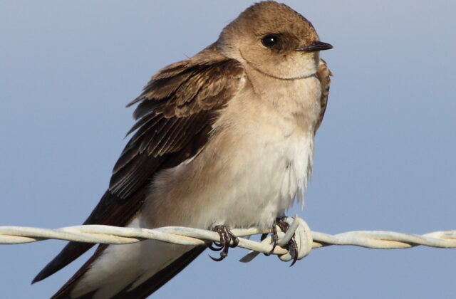 Northern Rough-winged Swallow