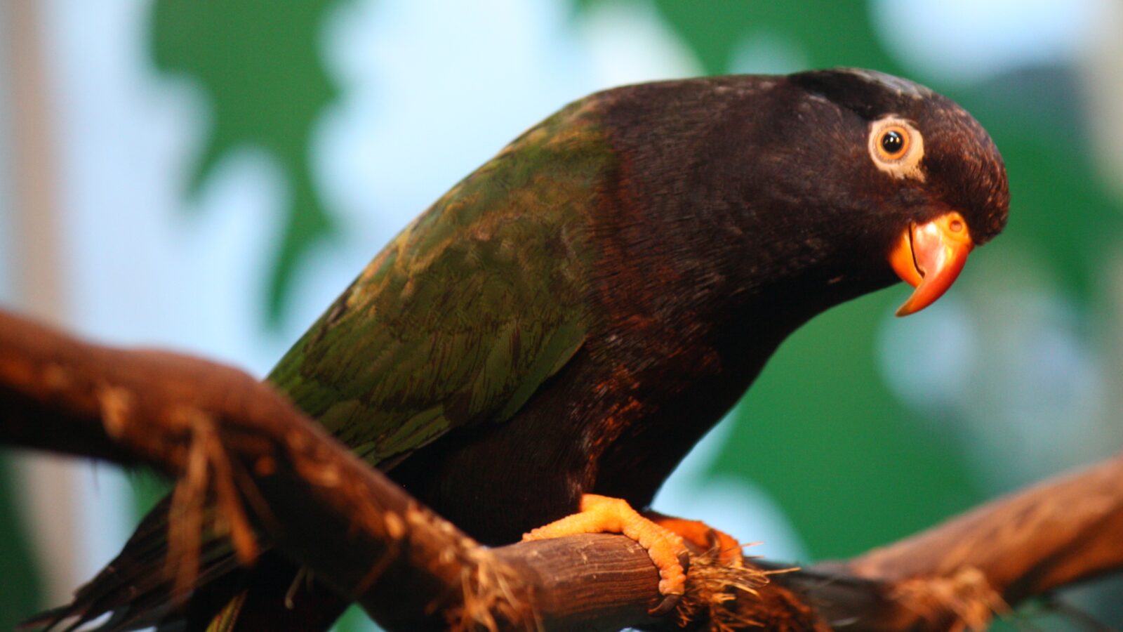 Stella’s Lorikeet