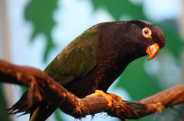 Stella’s Lorikeet