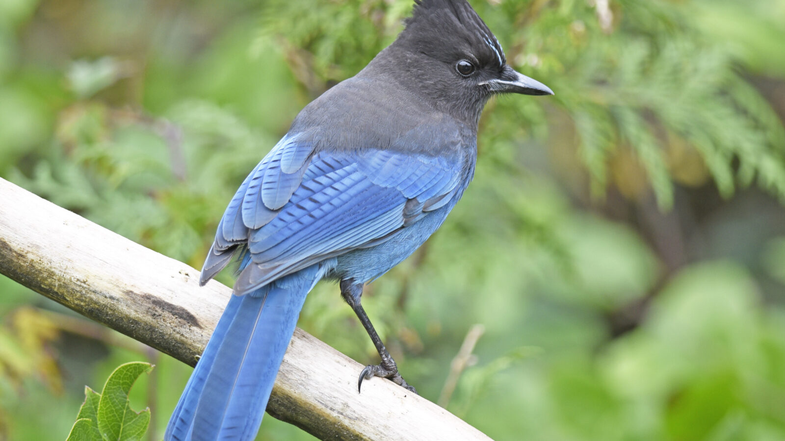 Steller’s Jay