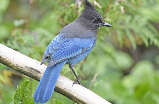 Steller’s Jay