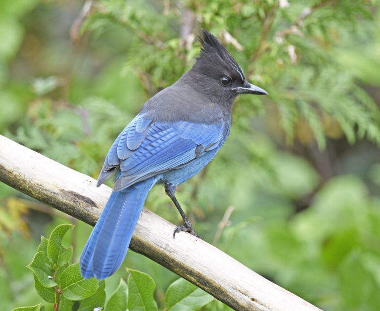 Steller’s Jay