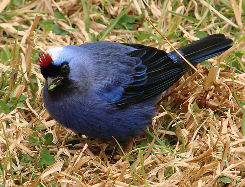 Diademed Tanager