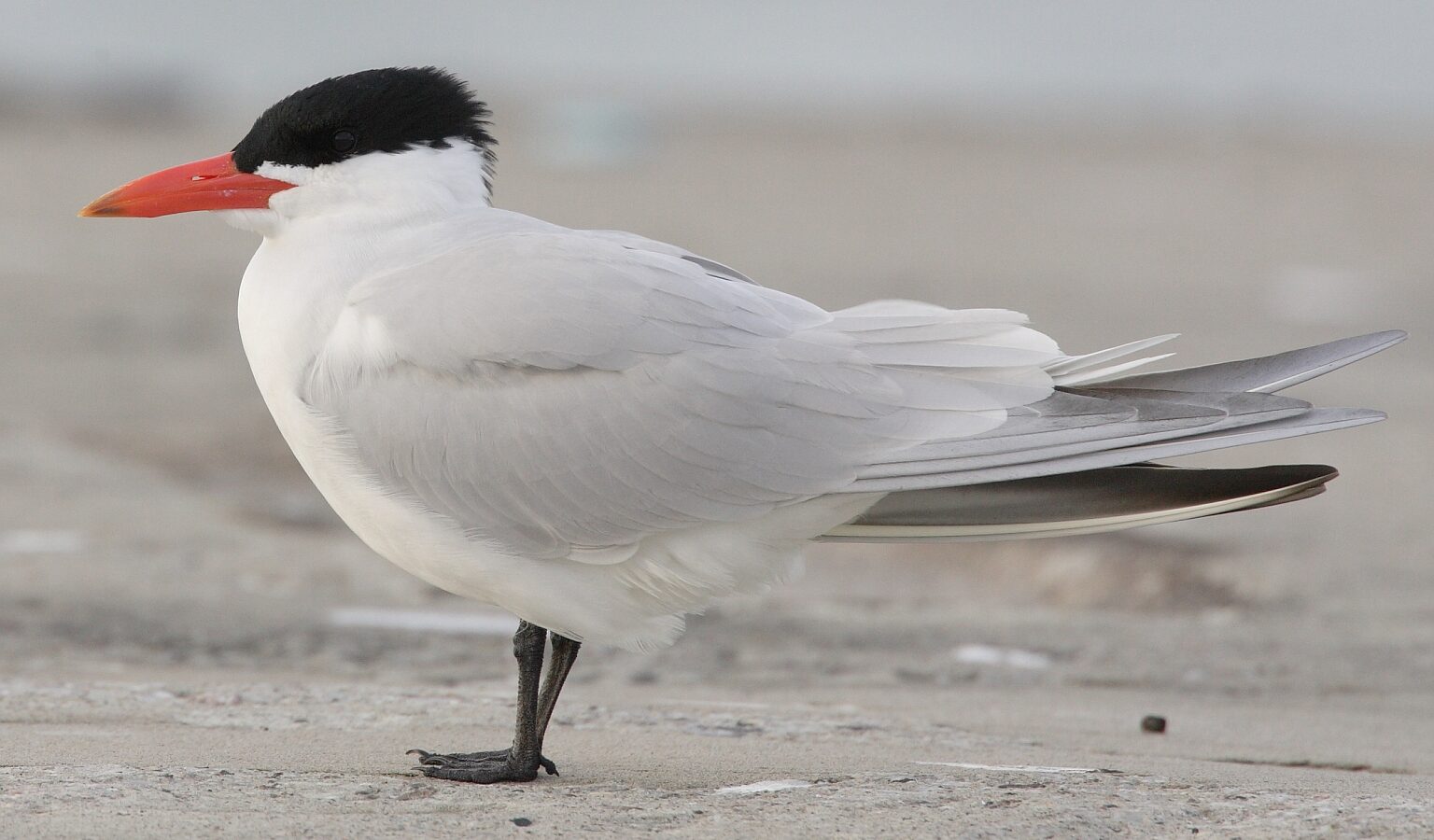 Caspian Tern