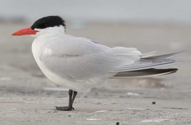 Caspian Tern