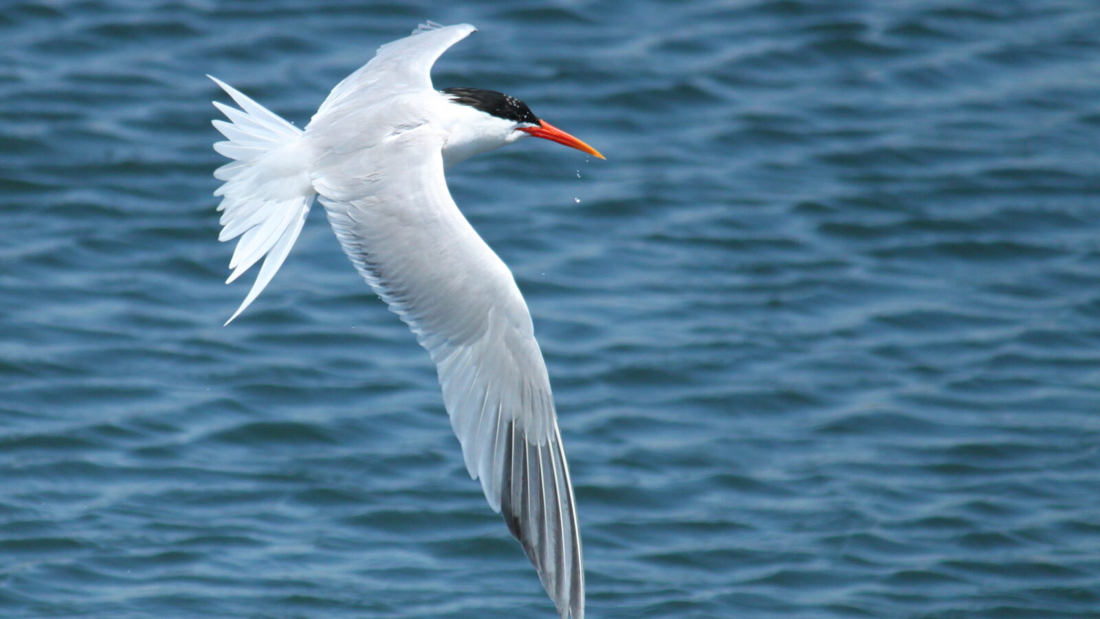 Elegant Tern