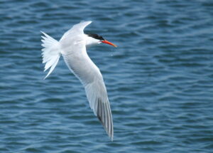 Elegant Tern
