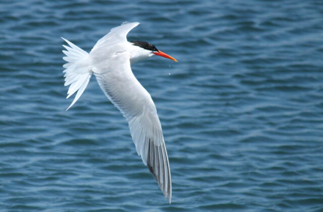 Elegant Tern