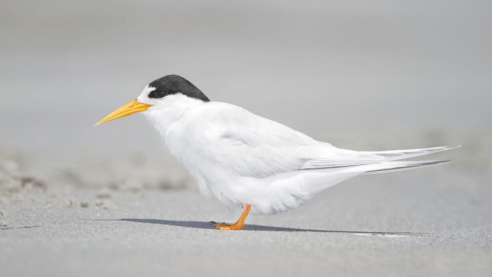 Fairy Tern