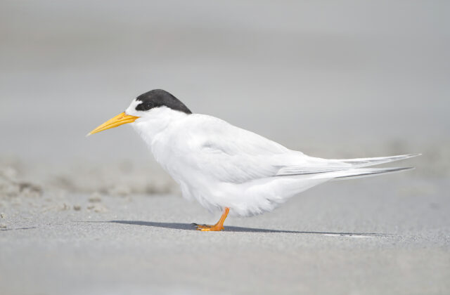 Fairy Tern