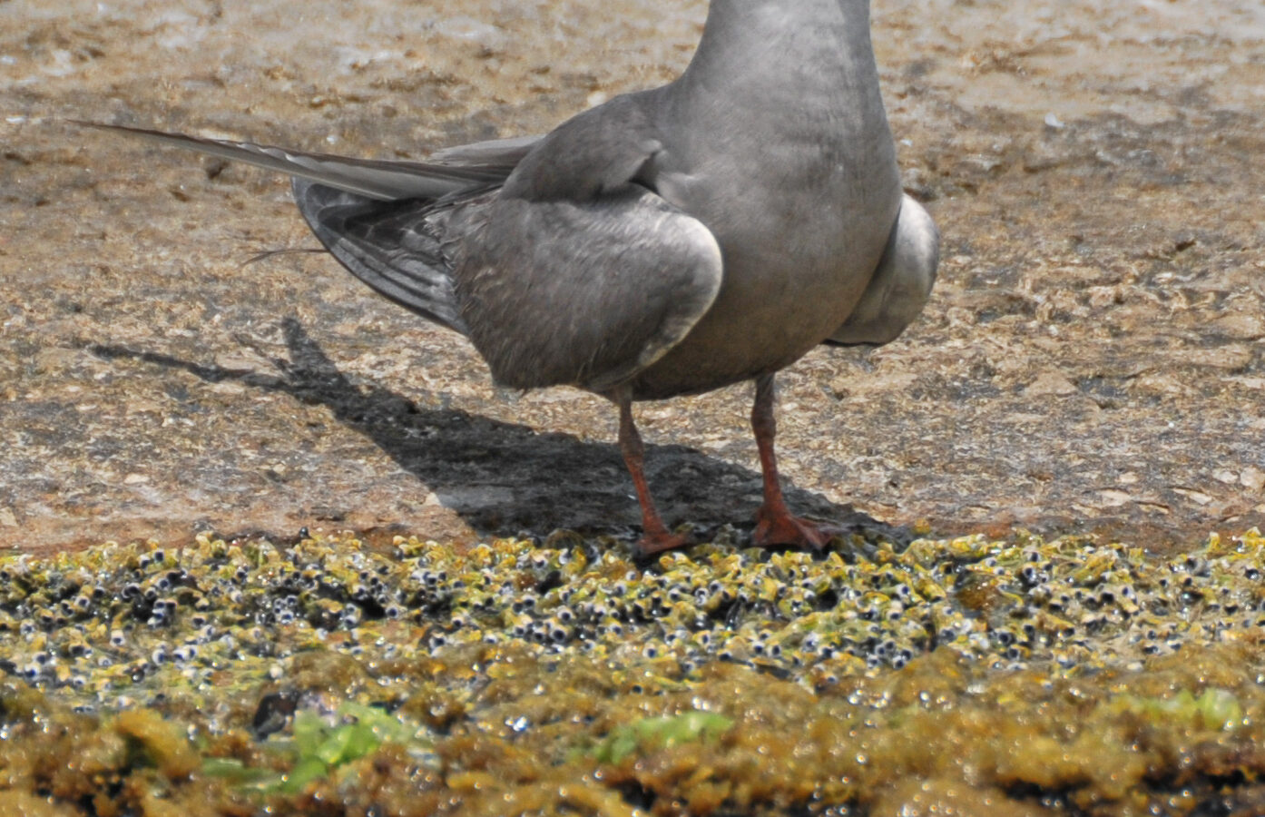White-cheeked Tern