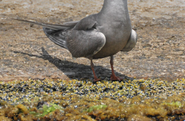 White-cheeked Tern