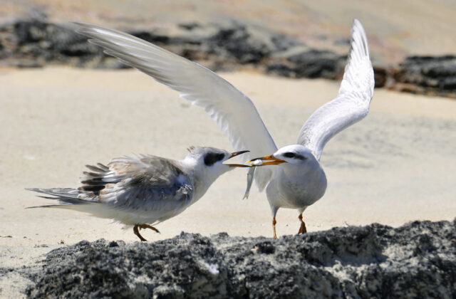 Snowy-crowned Tern