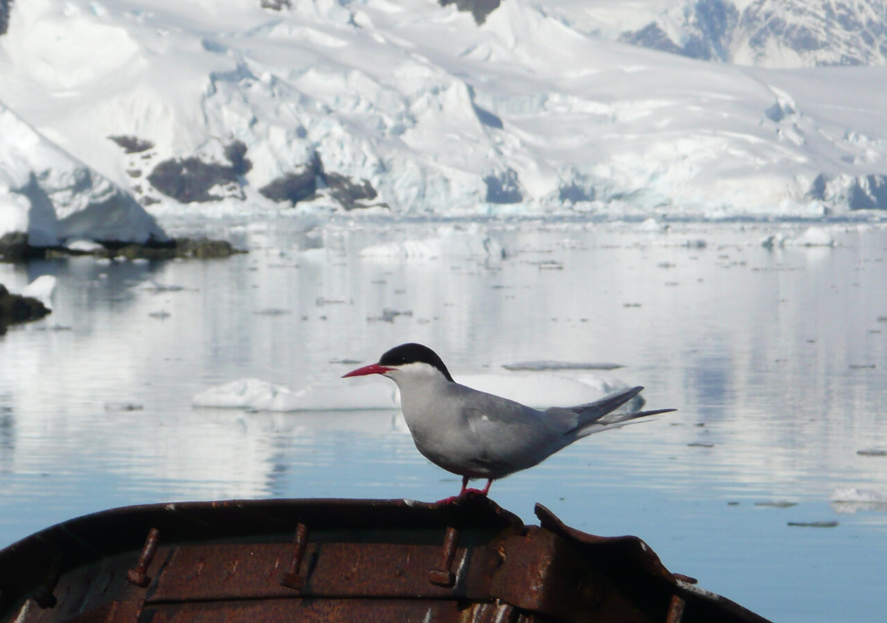Antarctic Tern