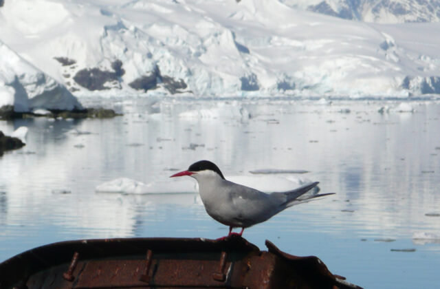 Antarctic Tern