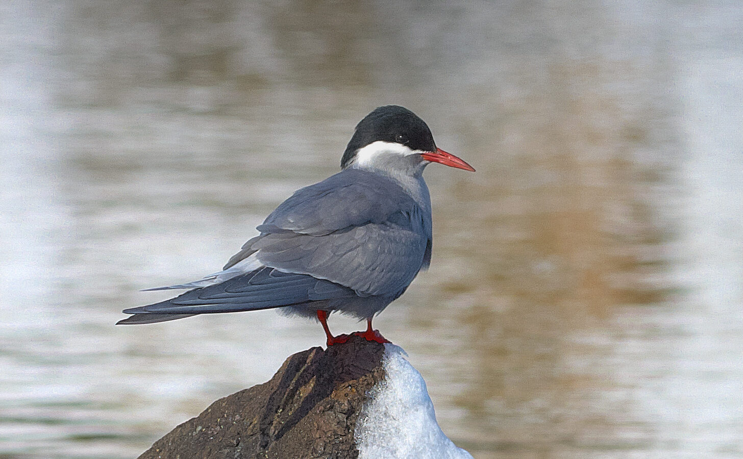 Kerguelen Tern