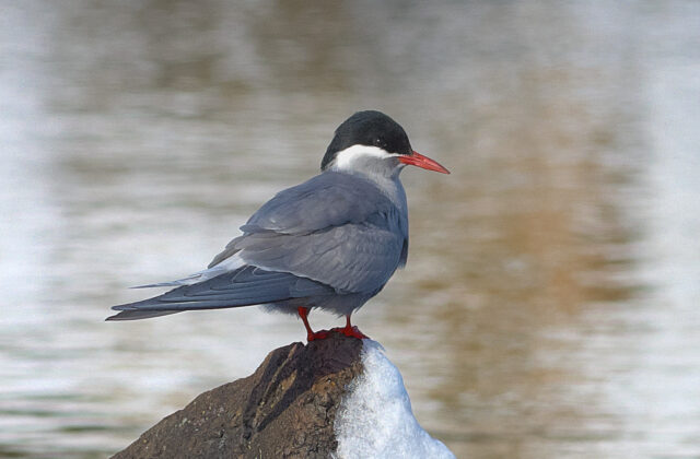 Kerguelen Tern