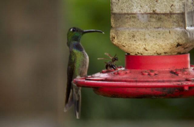 Violet-chested Hummingbird