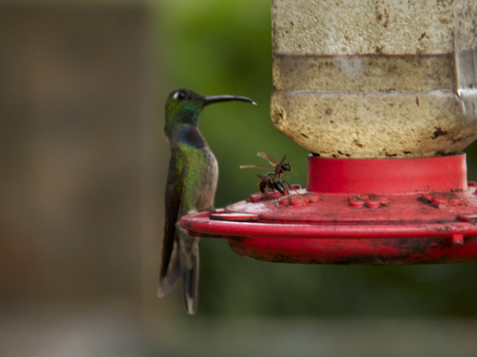 Violet-chested Hummingbird